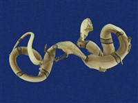 藏品(紅竹蛇)的圖片